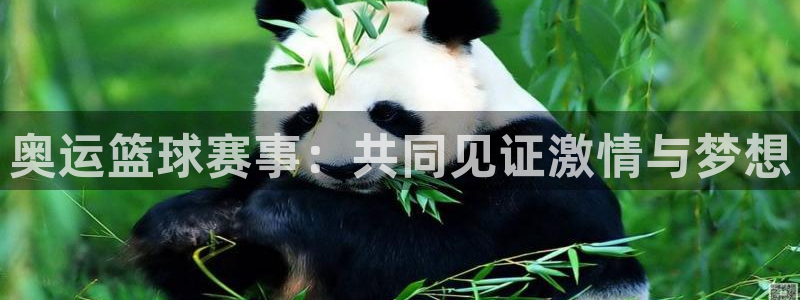 风速体育app下载官网手机版：奥运篮球赛事：共同见证激情与梦